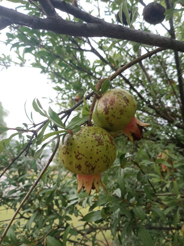 按日配资炒股 石榴简介
